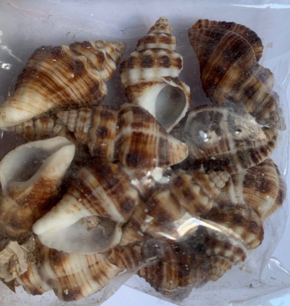 Muscheln braun